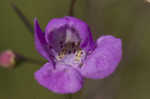 Slenderleaf false foxglove